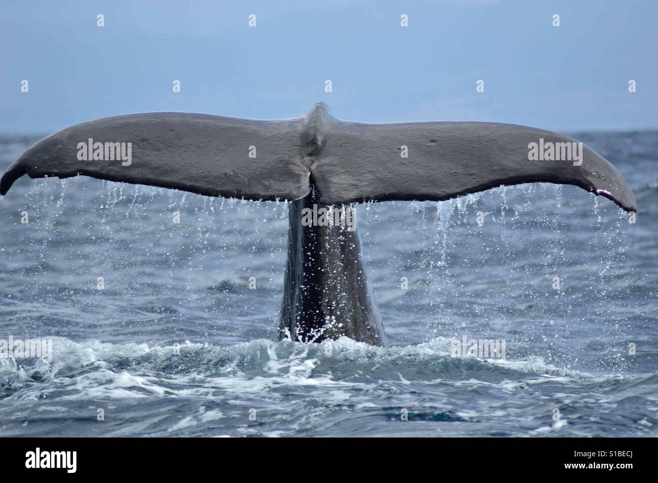 Whales Tale Stock Photo Alamy