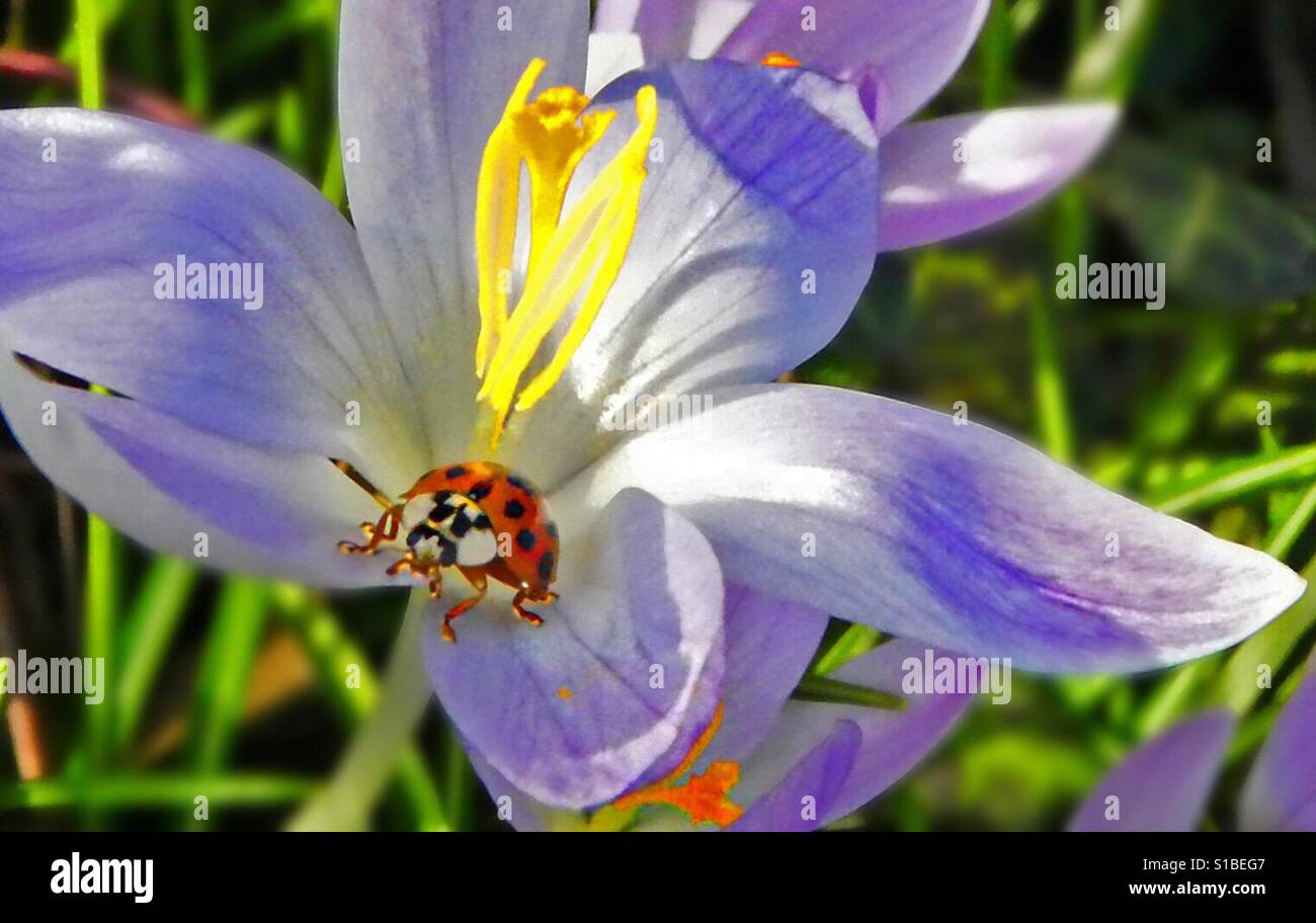 Bug likes crocus! - Smartphone Captured Stock Image