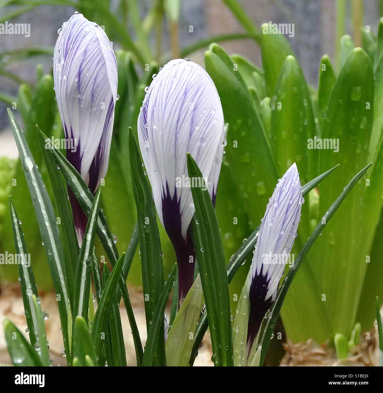 Beauties in the rain! - Smartphone Captured Stock Image