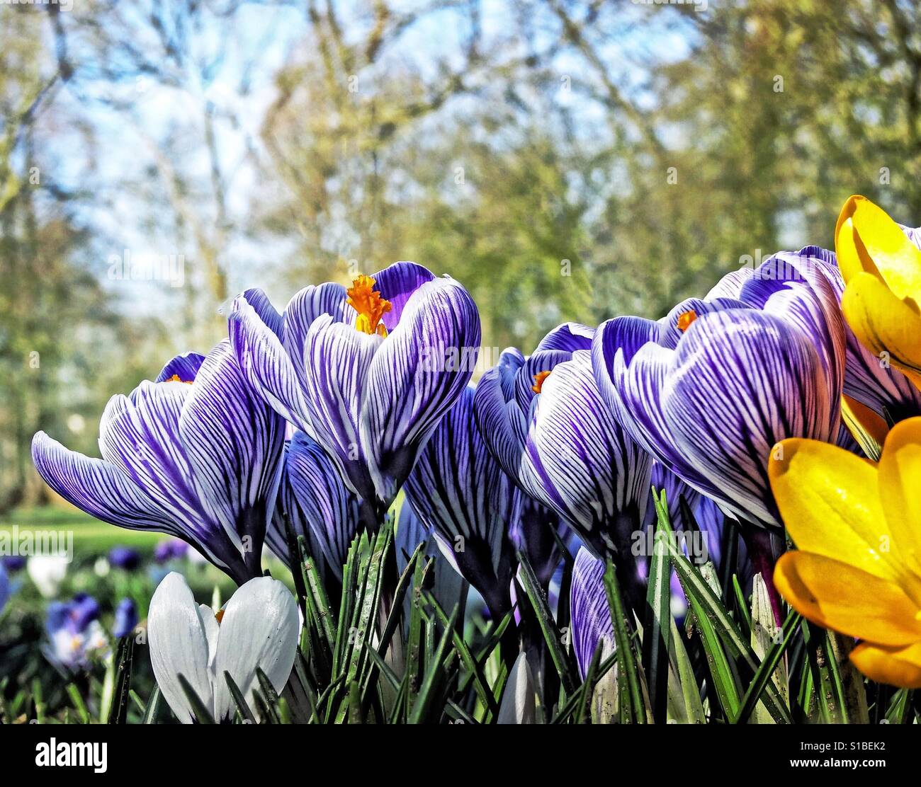 Curious Crocus! - Smartphone Captured Stock Image