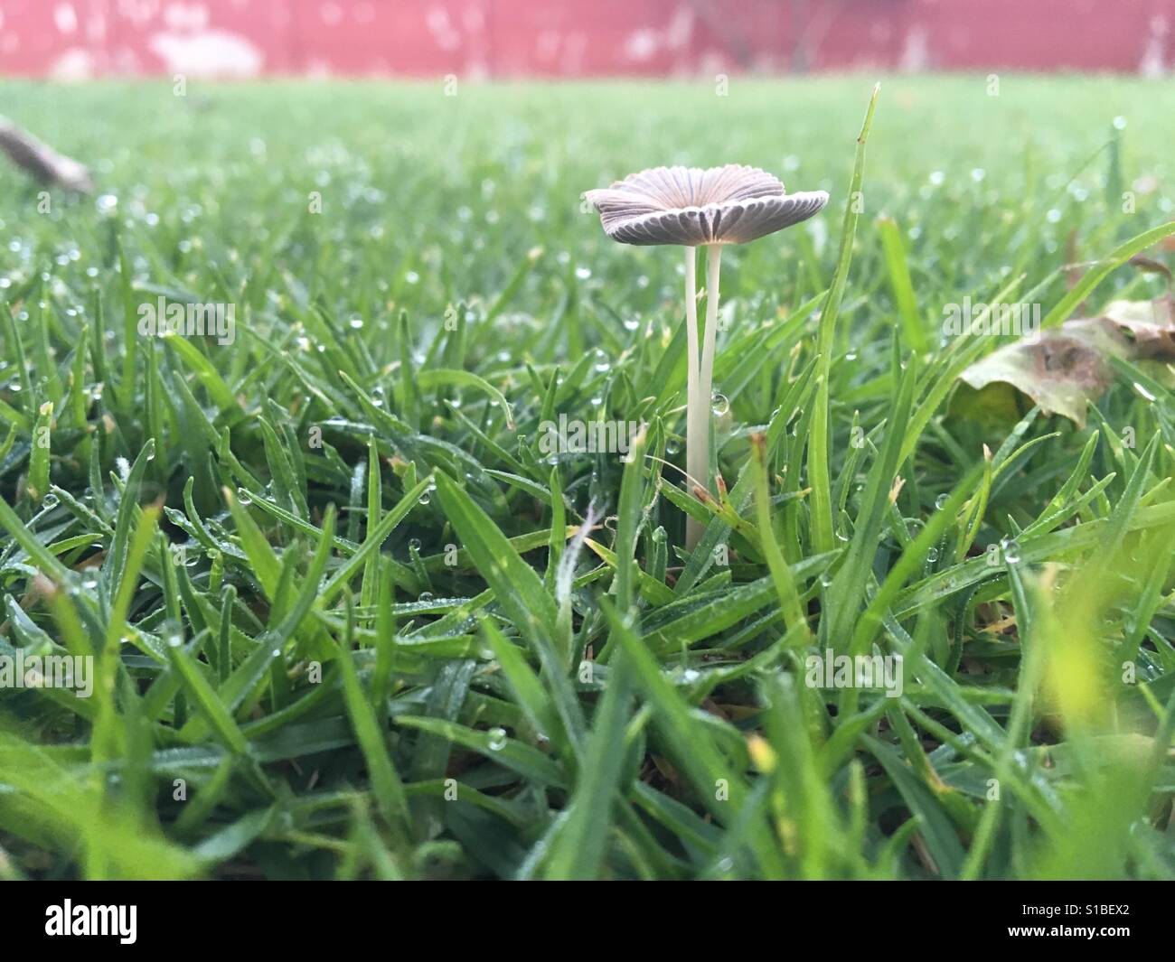 Tiny mushroom after rain Stock Photo
