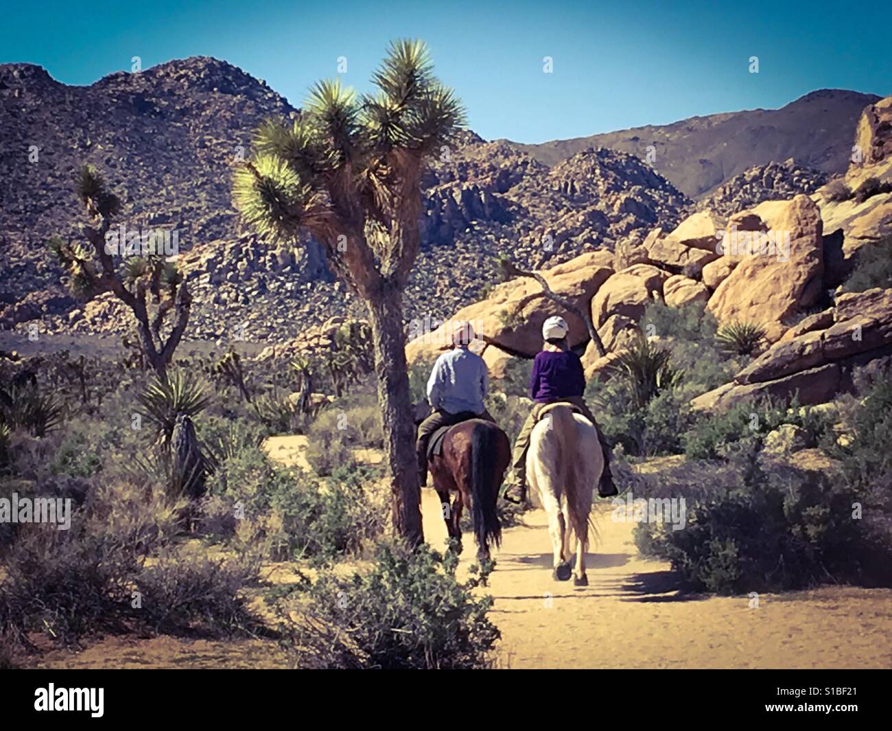 Couple exploring Joshua Tree National Park on horseback - Smartphone Captured Stock Image