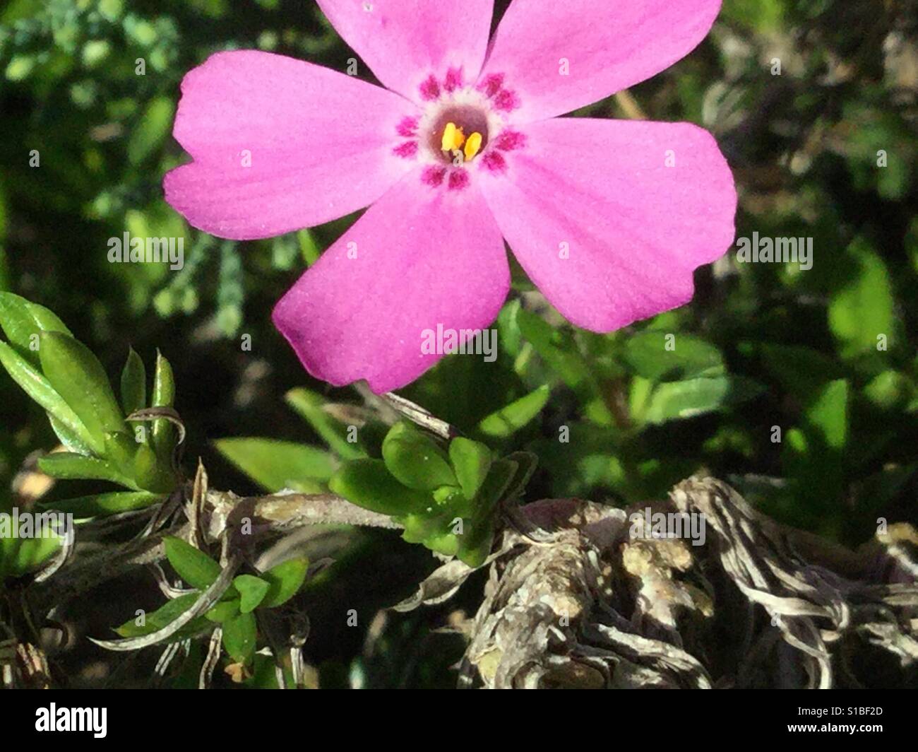 Pinkest pink hires stock photography and images Alamy