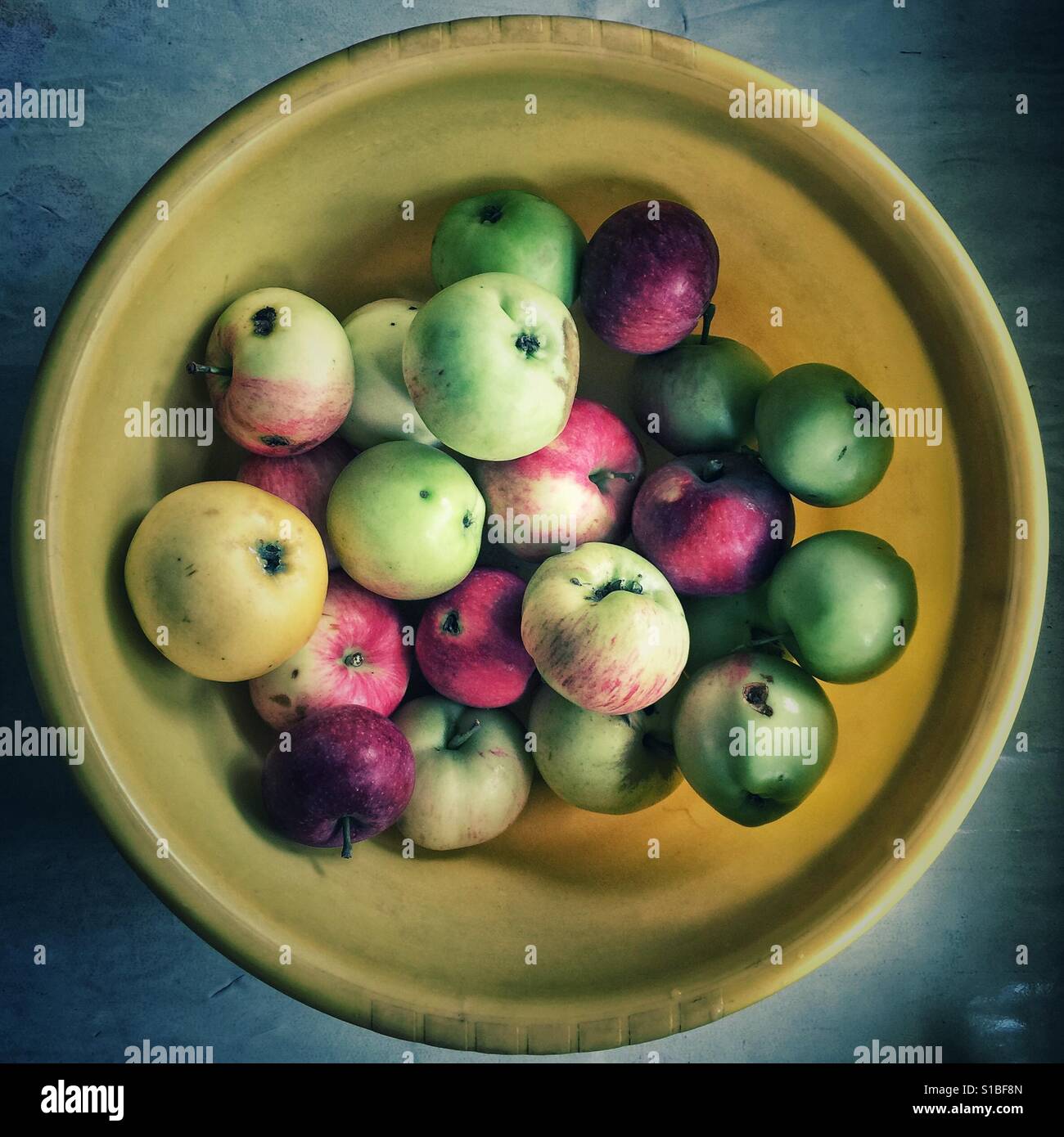 Homegrown apples in yellow tub - Smartphone Captured Stock Image