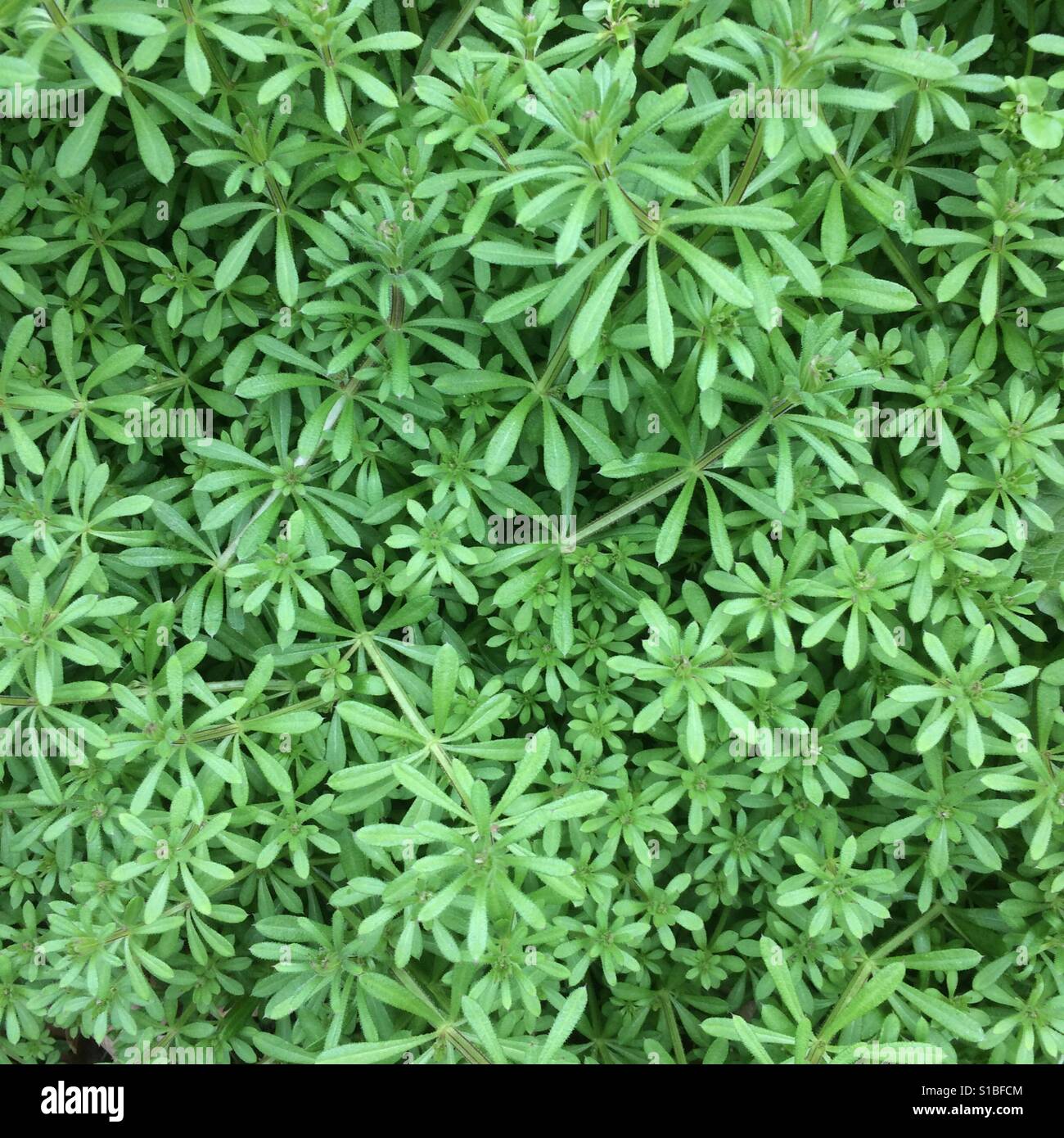 Spring leaves, green pattern - Smartphone Captured Stock Image