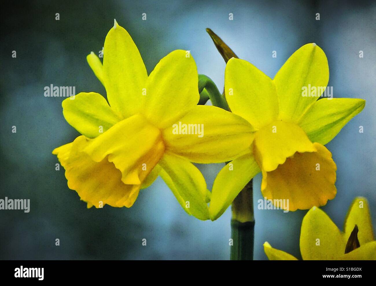 Hyacinth for easter! - Smartphone Captured Stock Image