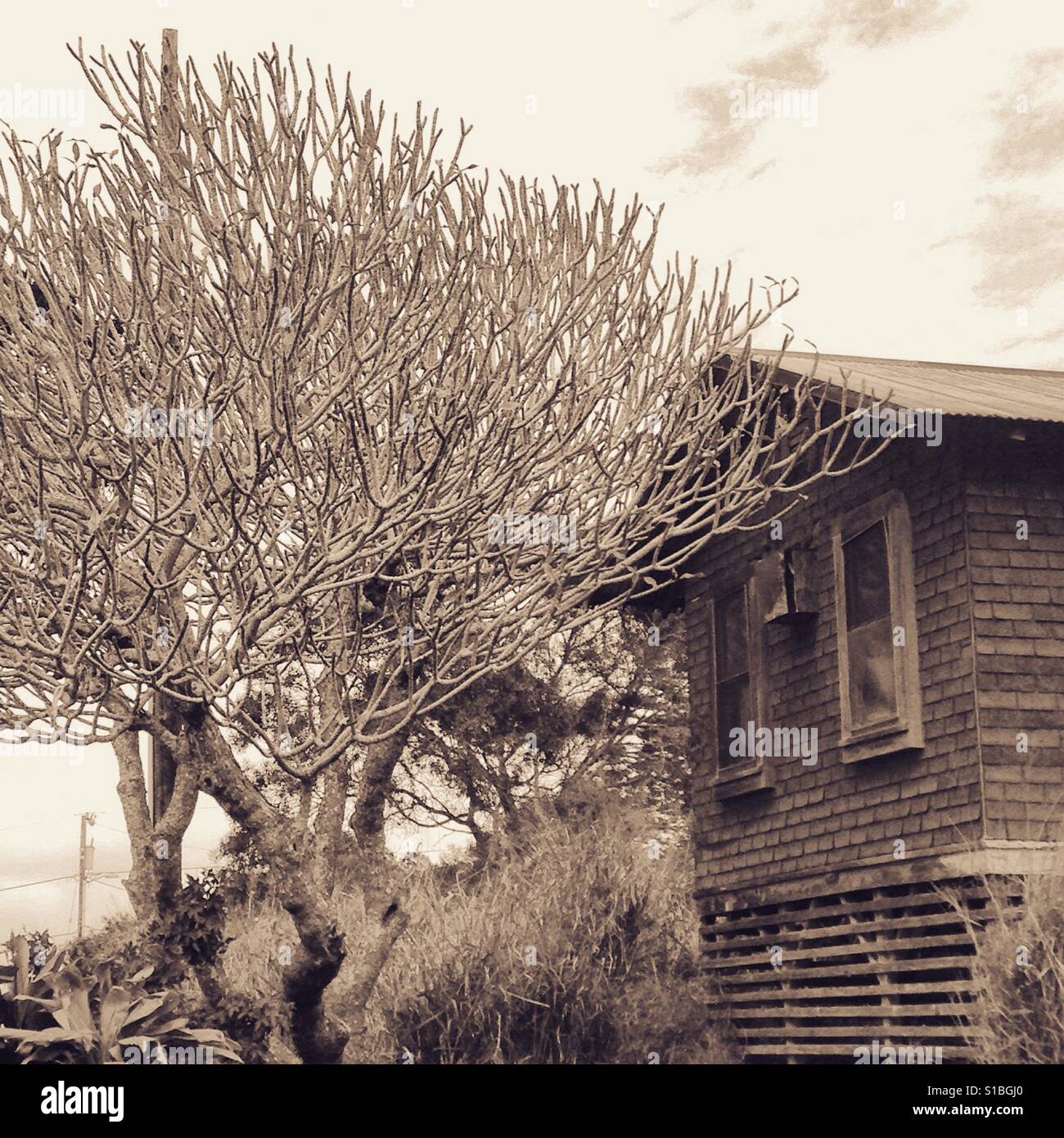 House and tree, Maunaloa, Molokai island, Hawaii Stock Photo Alamy