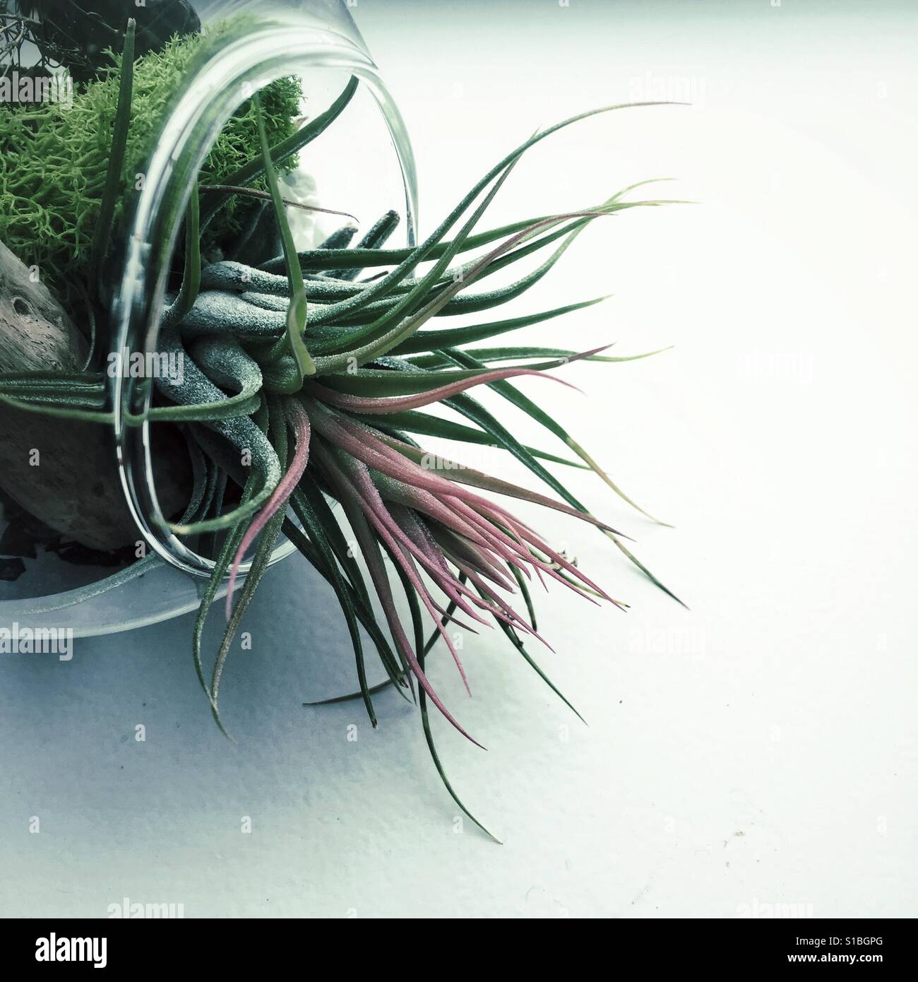 Blooming air-plant in glass terrarium - Smartphone Captured Stock Image