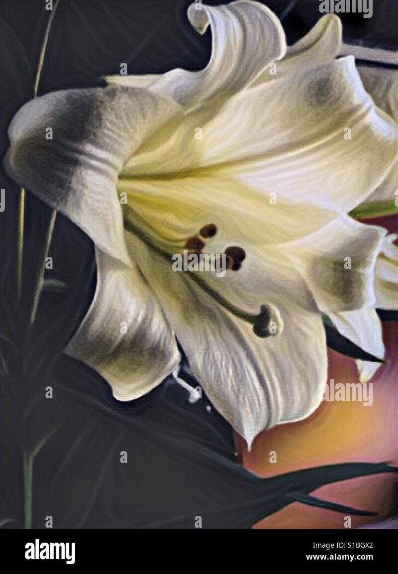 "Look at the lilies and how they grow. They don't work or make their