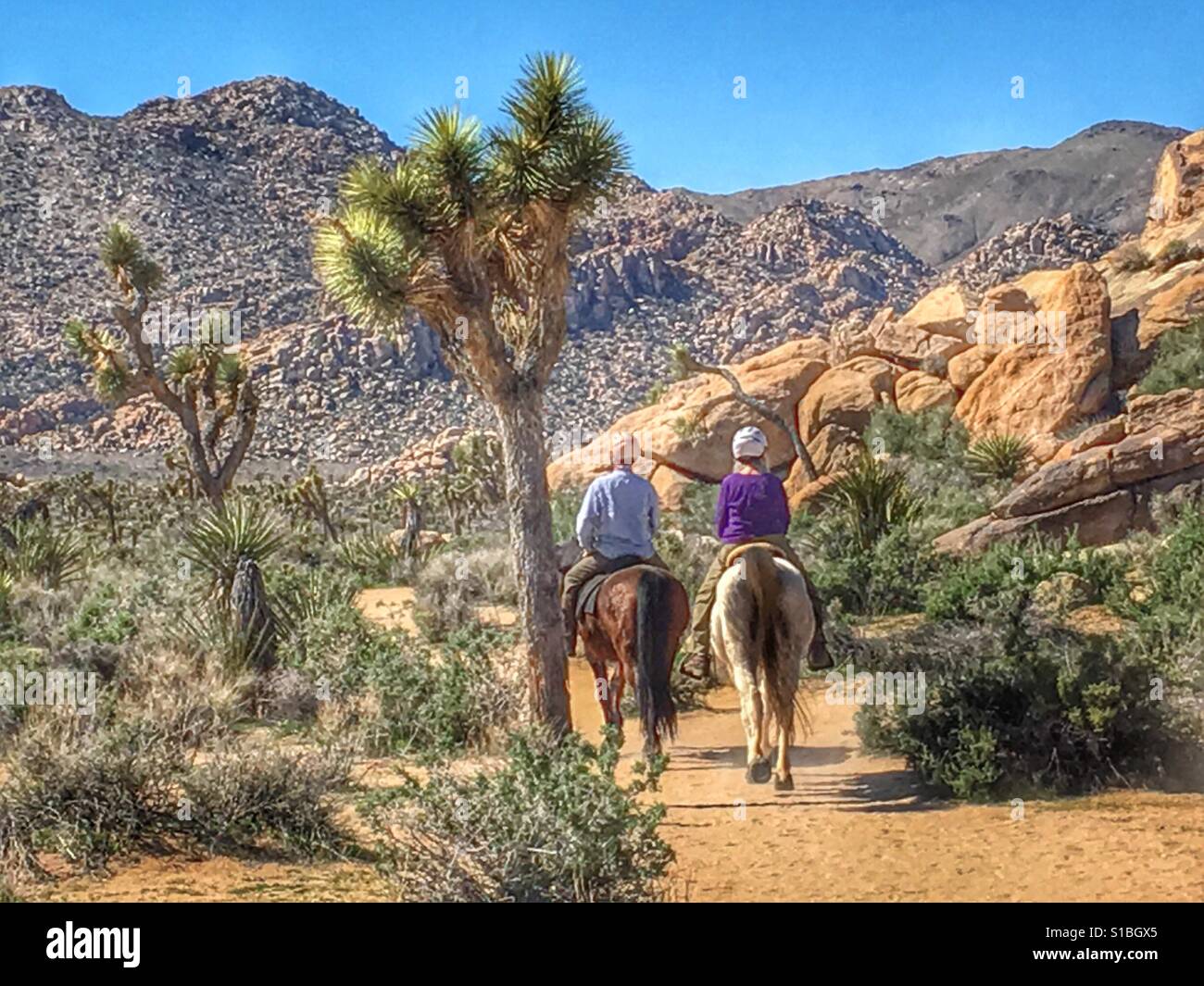 Man and woman exploring Joshua Tree National Park on horseback in California, USA Stock Photo