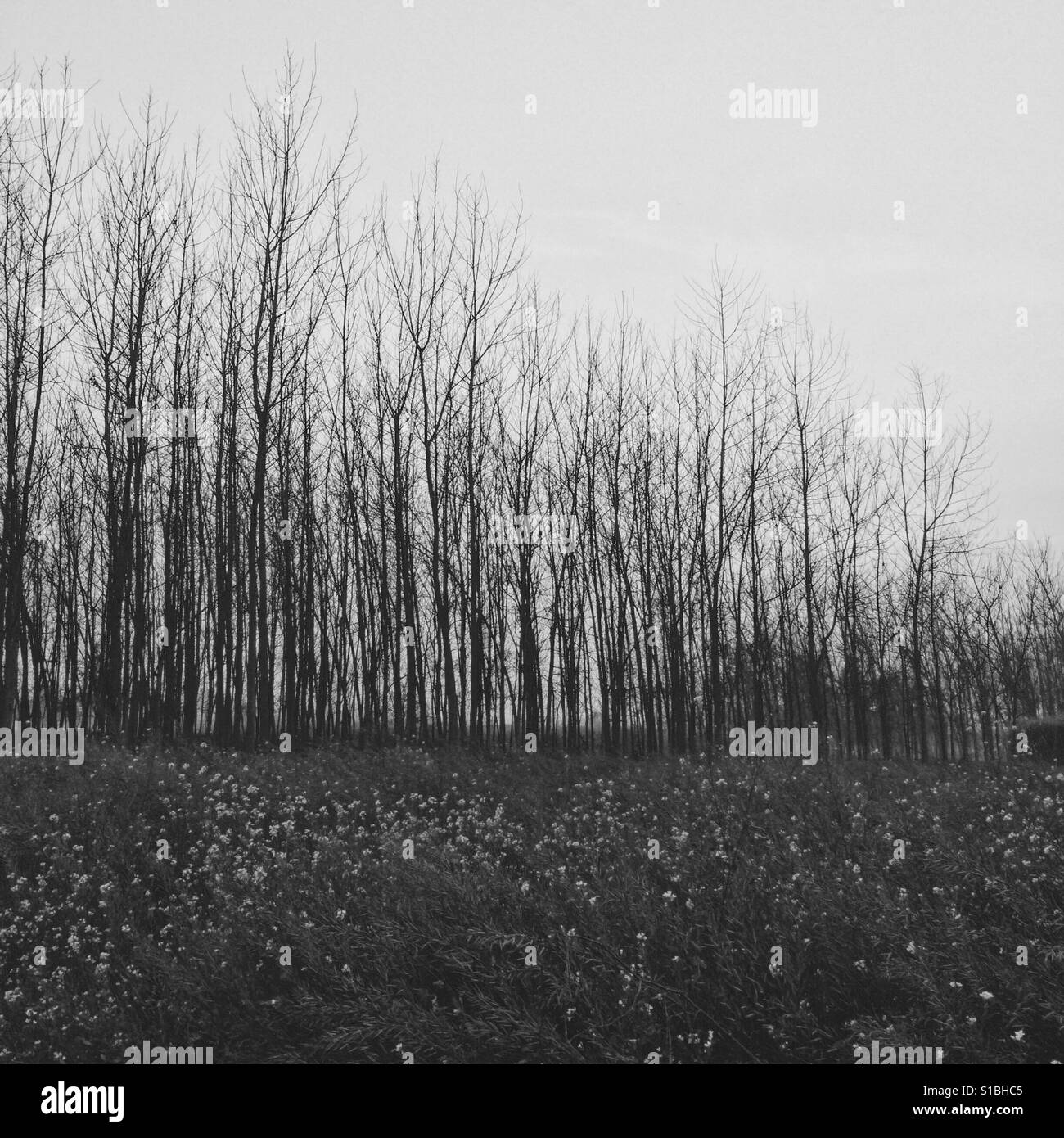 Jungle Black and White Stock Photos & Images - Alamy