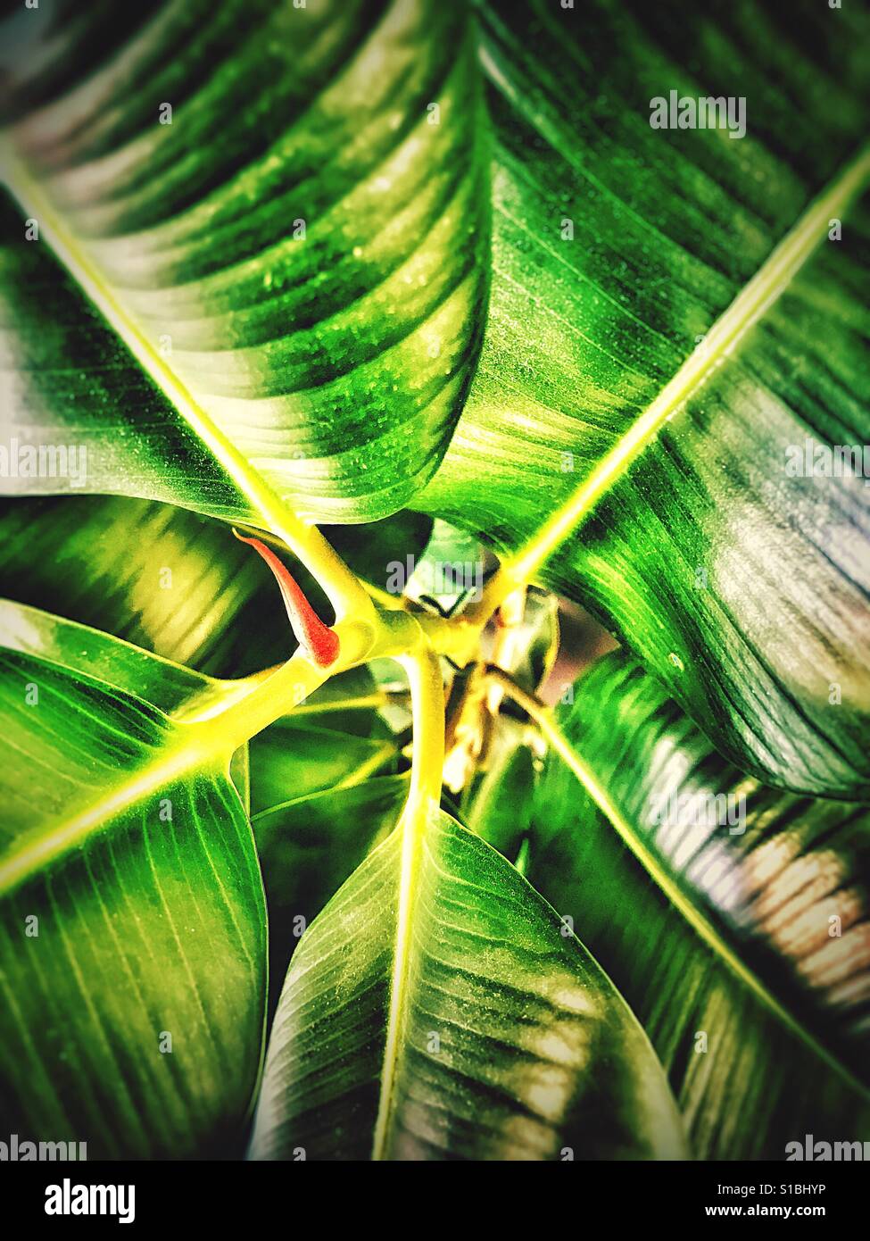 Plant up close hi-res stock photography and images - Alamy