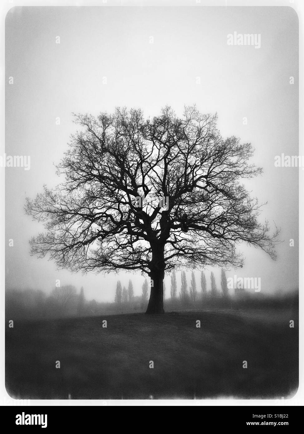 Black and white photo of a lone tree standing out against the morning
