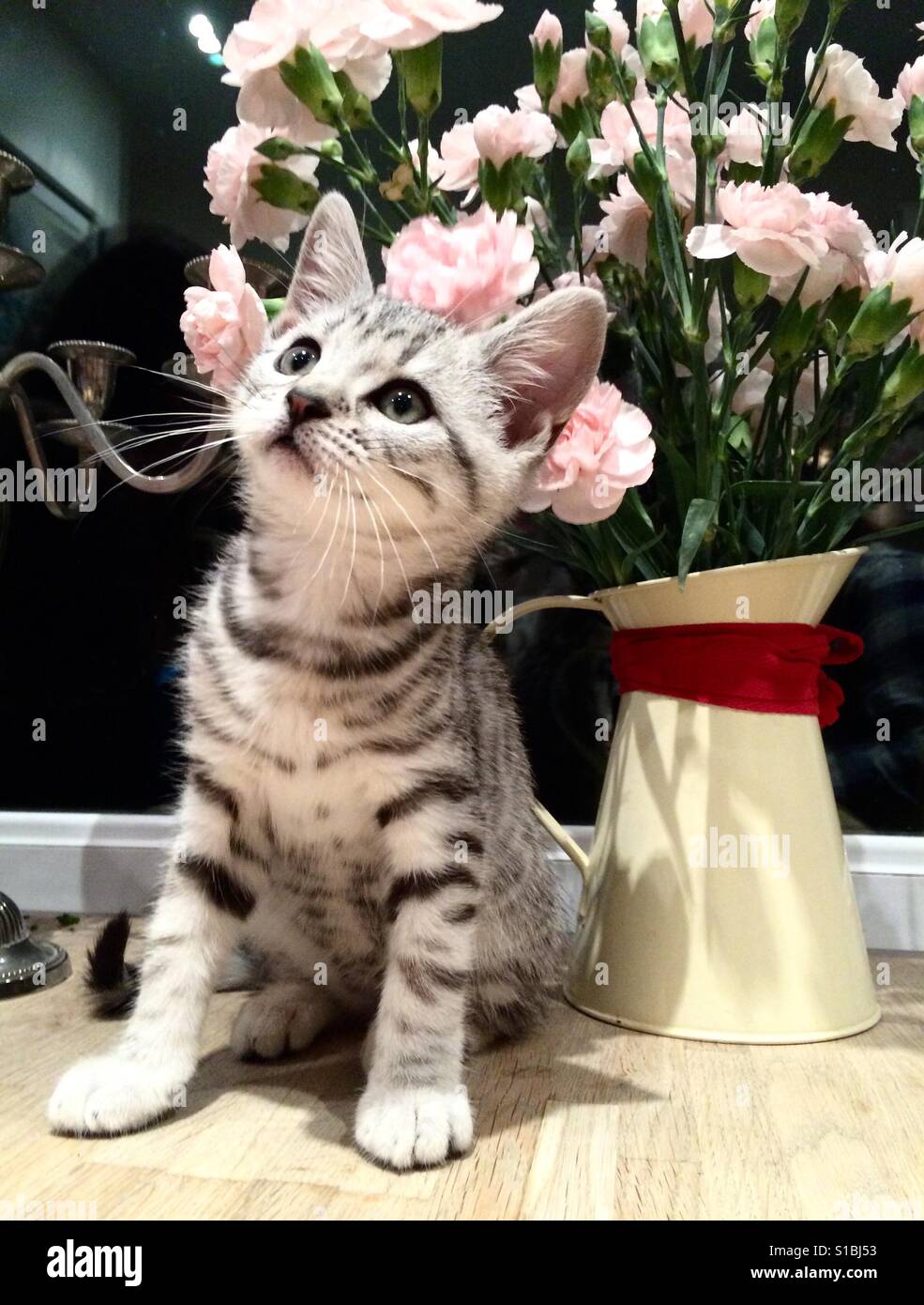 A kitten looking up as he sits next to a vase of flowers Stock Photo