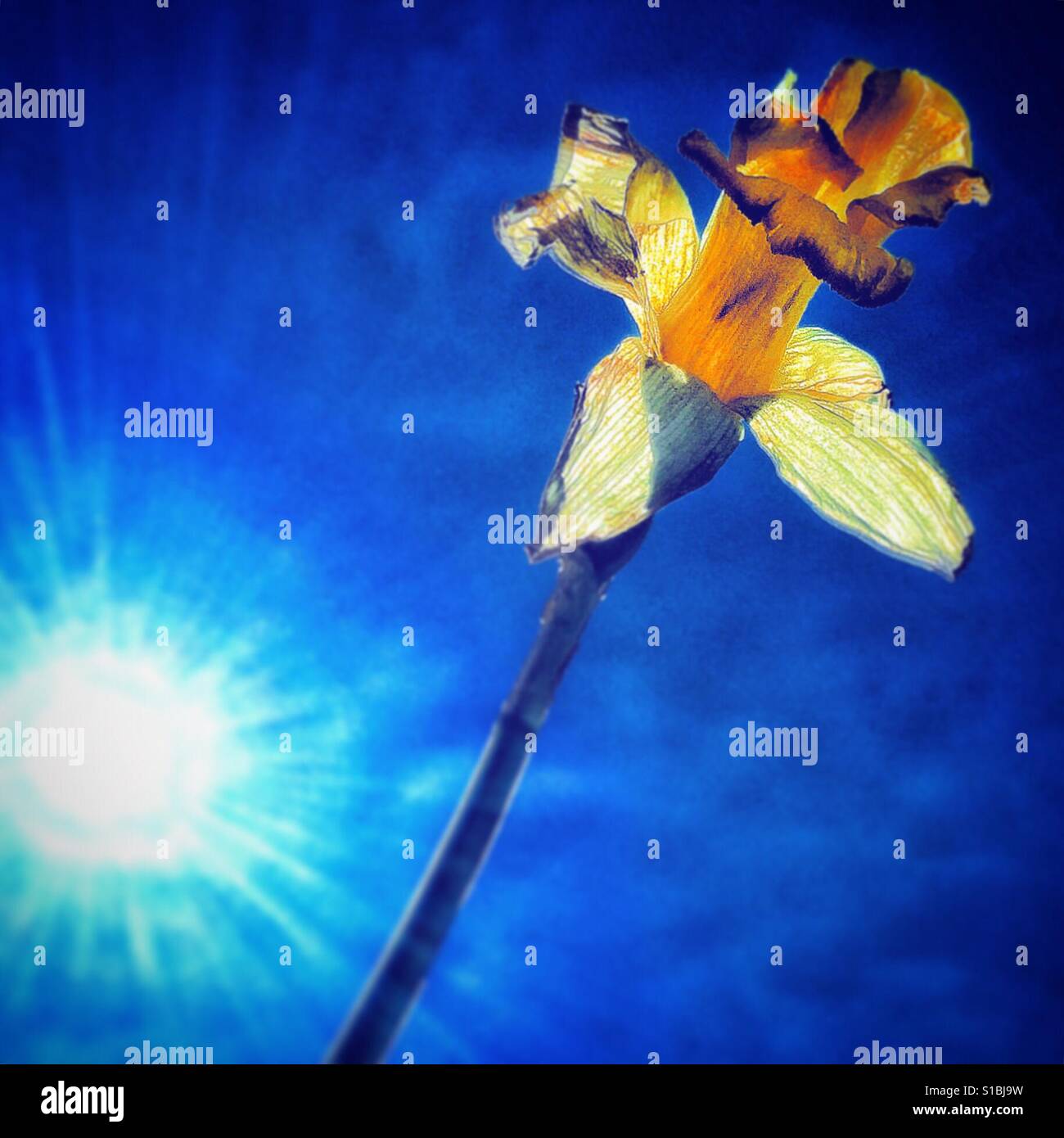 A daffodil in the sun. - Smartphone Captured Stock Image