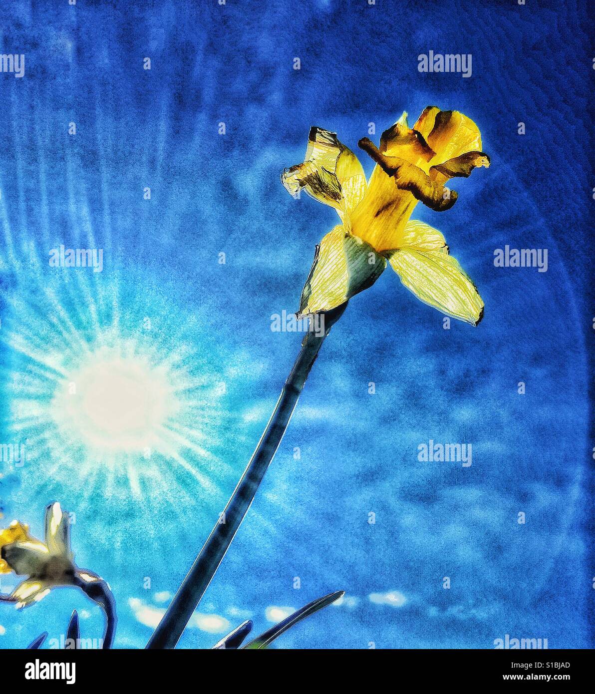 Daffodils in the sun - Smartphone Captured Stock Image