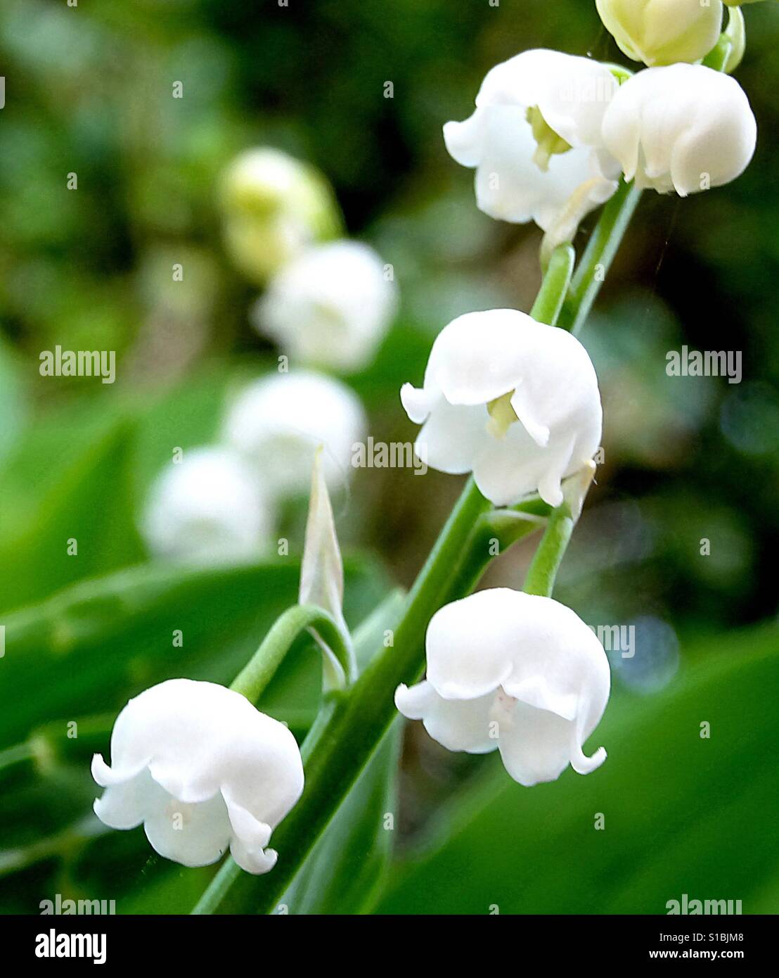 Lilly of the valley...! - Smartphone Captured Stock Image