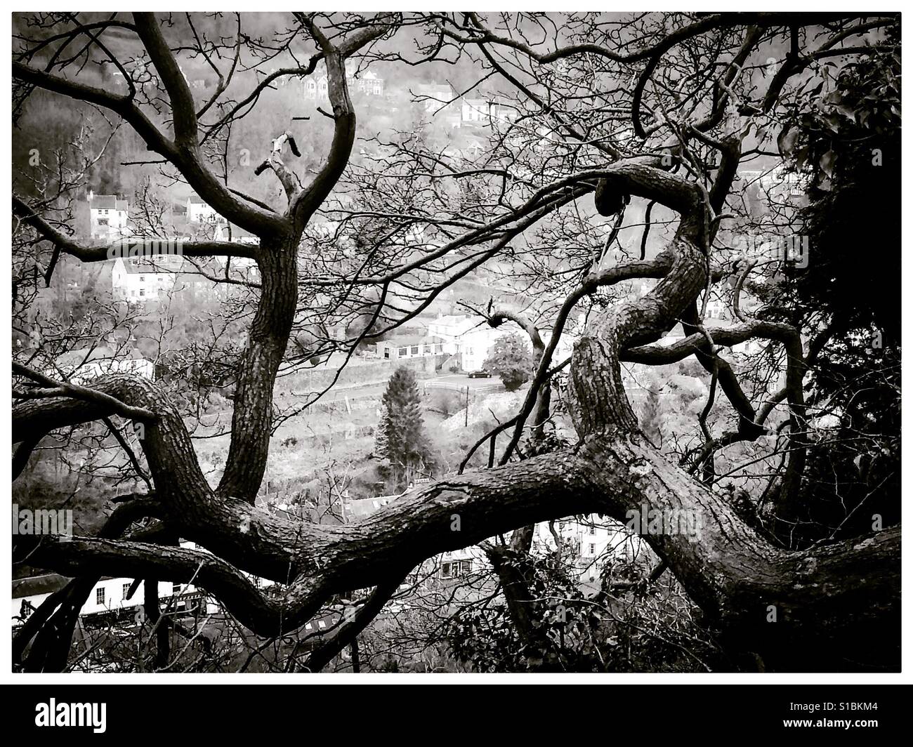 Twisted branches of trees in winter at Matlock Bath Derbyshire Peak District UK - Smartphone Captured Stock Image