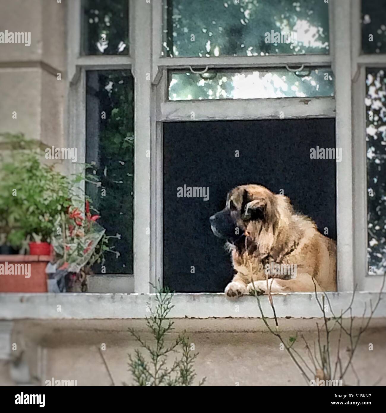 How much is that doggy in the window? - Smartphone Captured Stock Image