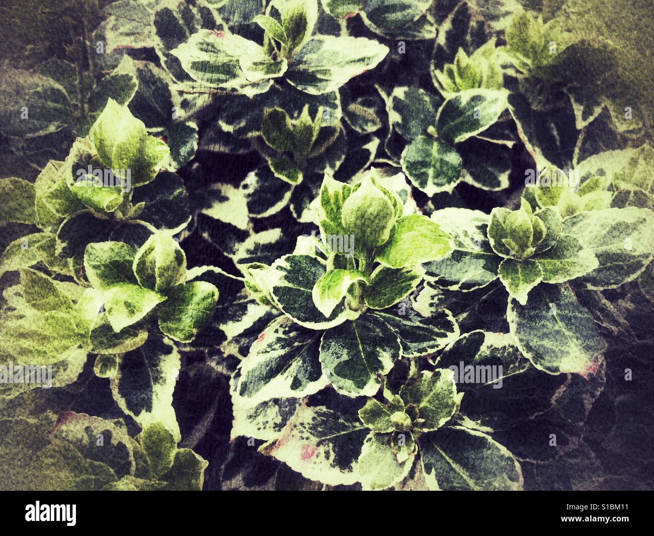 Euonymus fortunei, Variegated winter creeper Stock Photo