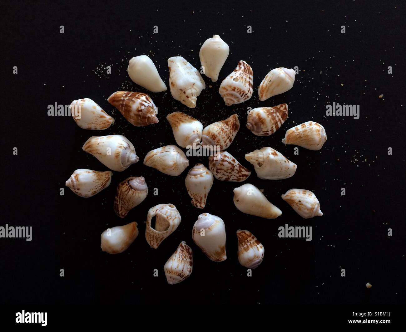 Alphabet cone shell Stock Photo - Alamy