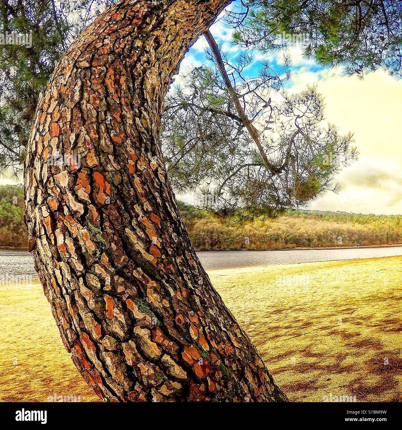 A curved tree by a lake Stock Photo Alamy