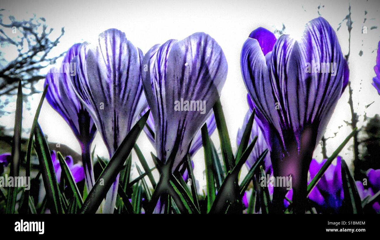 Crocus ...! - Smartphone Captured Stock Image