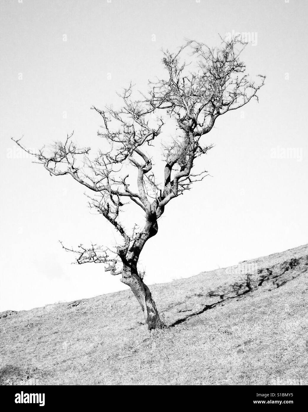 Lone tree, Lake District, Cumbria, England. - Smartphone Captured Stock Image