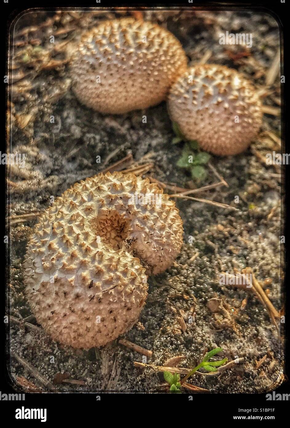 Peeling Puffball mushrooms, Lycoperdon marginatum Stock Photo