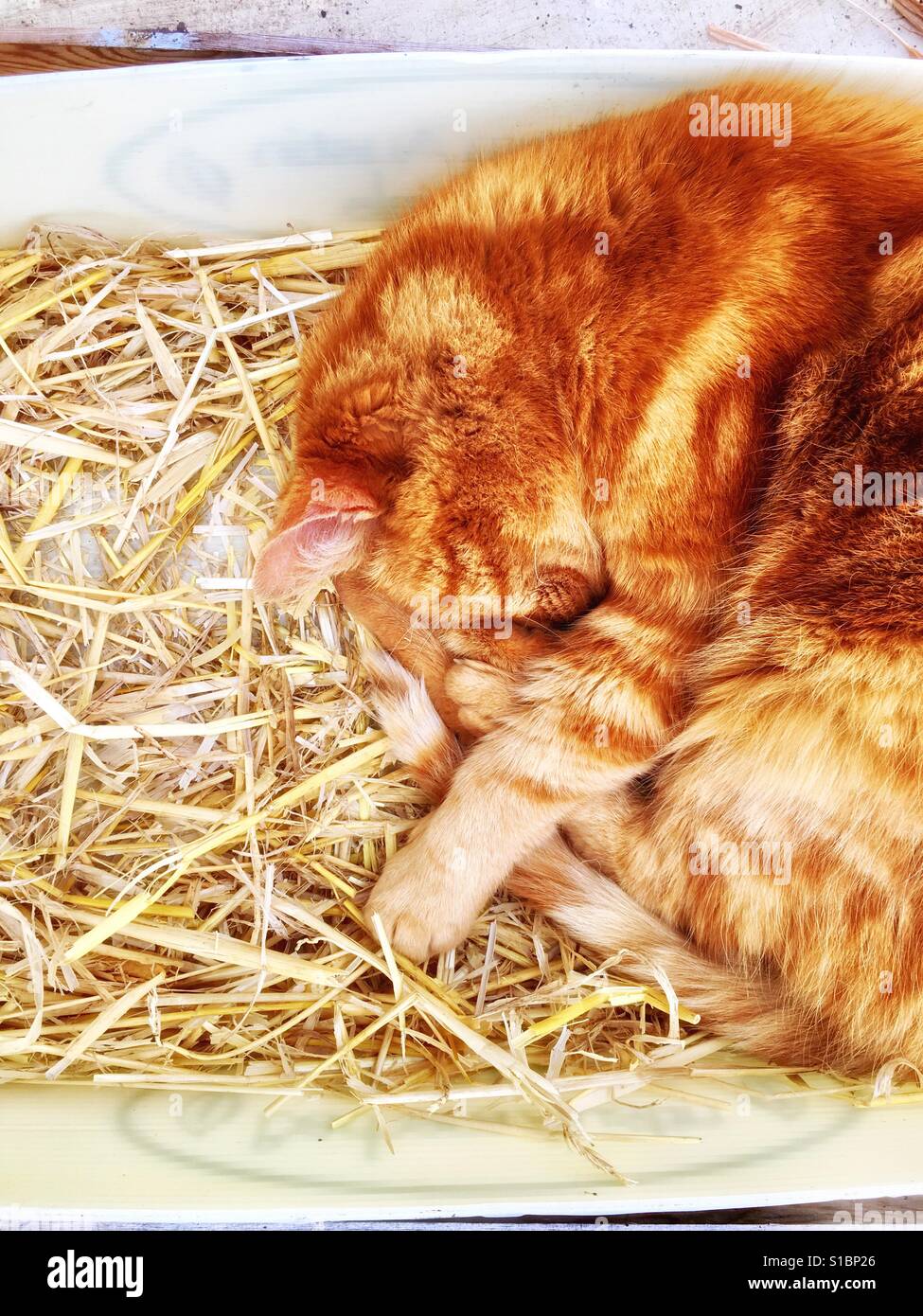 Ginger cat sleeps curled up in a box with straw - Smartphone Captured Stock Image