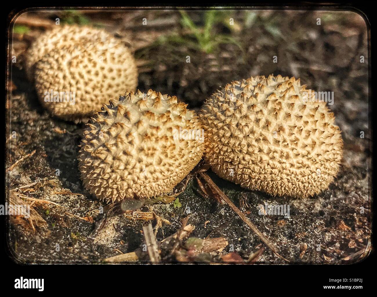 Peeling Puffballs, Lycoperdon marginatum Stock Photo