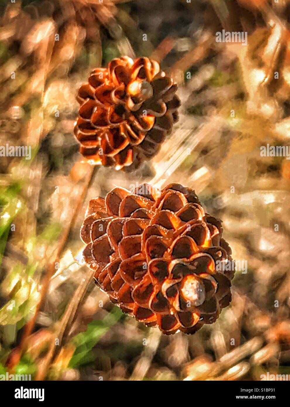 Dried flower heads like tiny pine cones, Yellow-Eyed Grass, Xyris elliotti Stock Photo