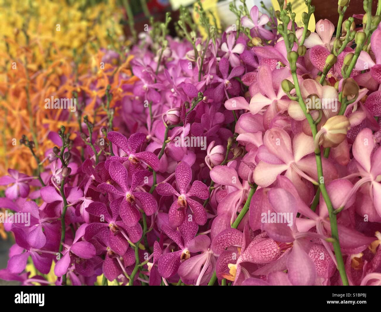 Bunch of Thai orchid flowers Stock Photo