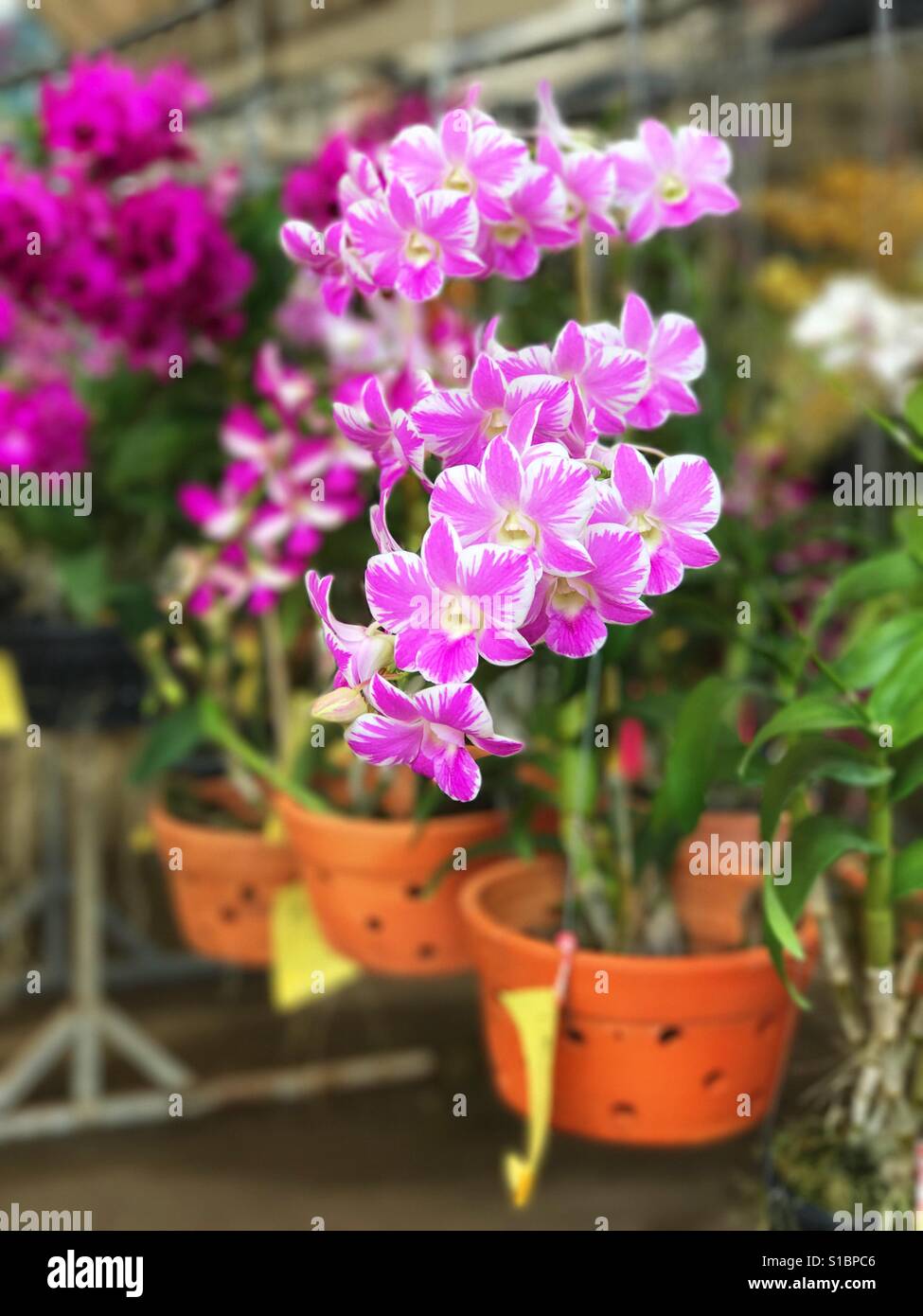 Bunch of Thai orchid flowers Stock Photo