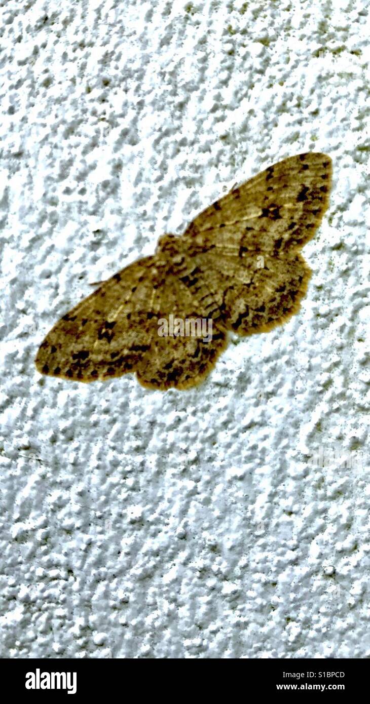 Moth on a wall Stock Photo Alamy