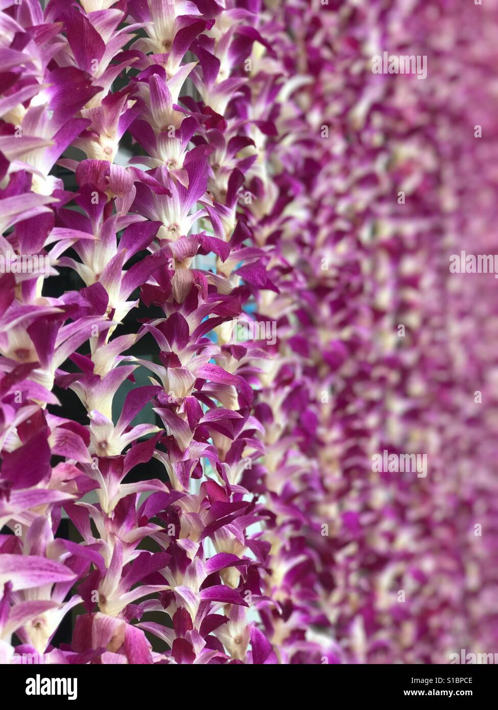 Curtains made of pink Thai orchid flowers Stock Photo