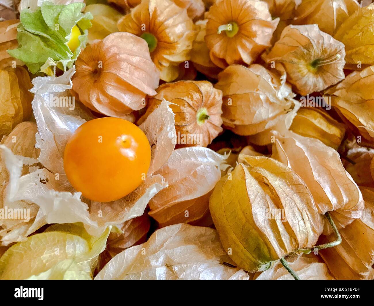 Peruviana physalis hi-res stock photography and images - Page 6 - Alamy
