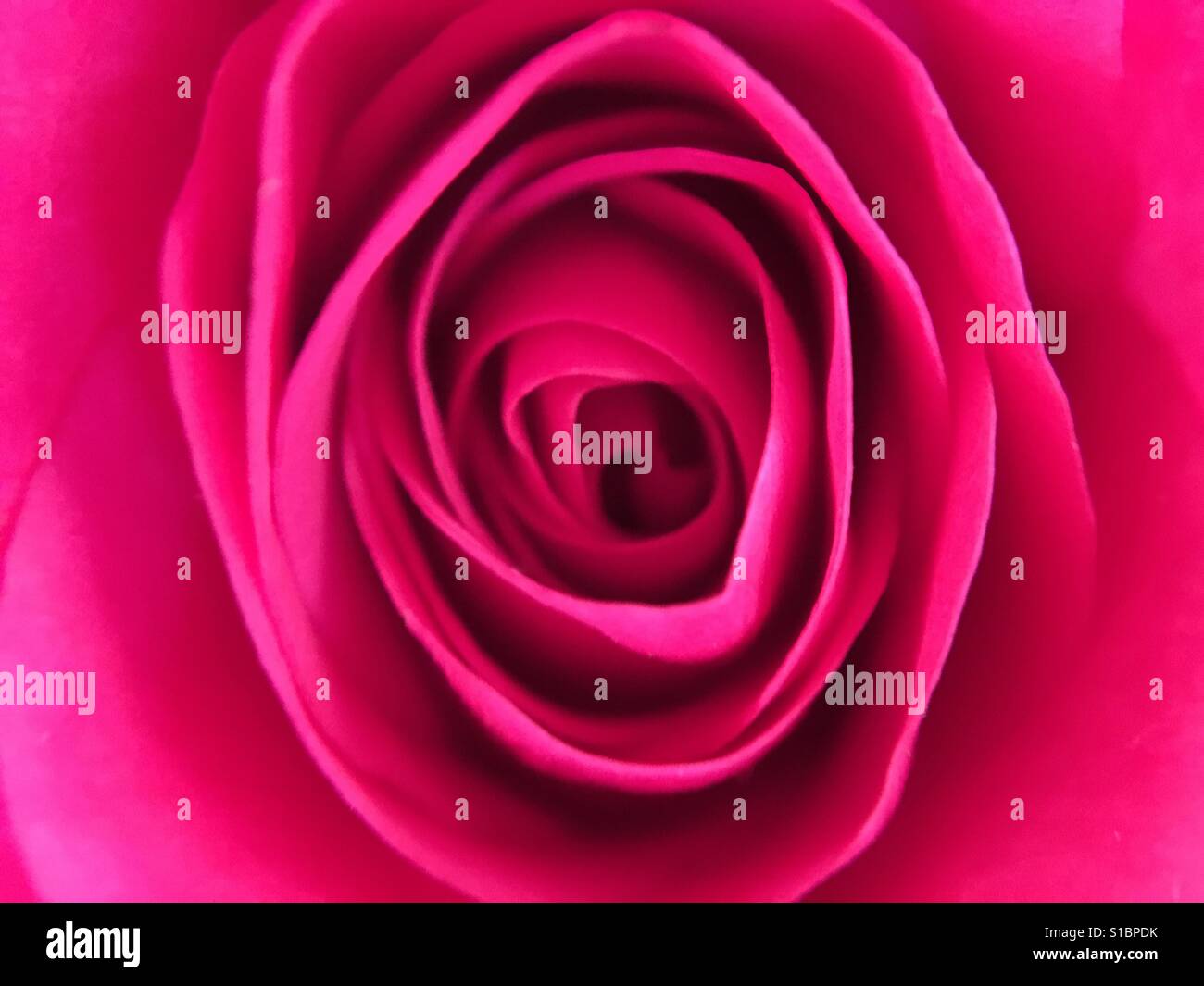 Rose up close - Smartphone Captured Stock Image