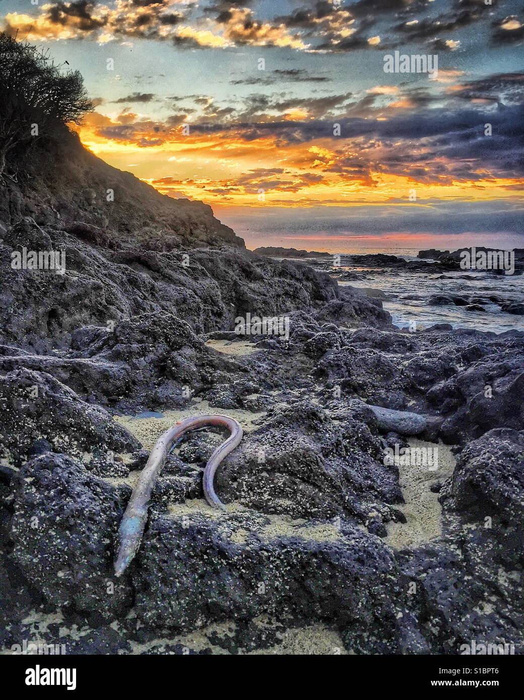 Sea creature washed up on the rocks on a remote beach in Nayarit with a beautiful sunset in the background. Stock Photo