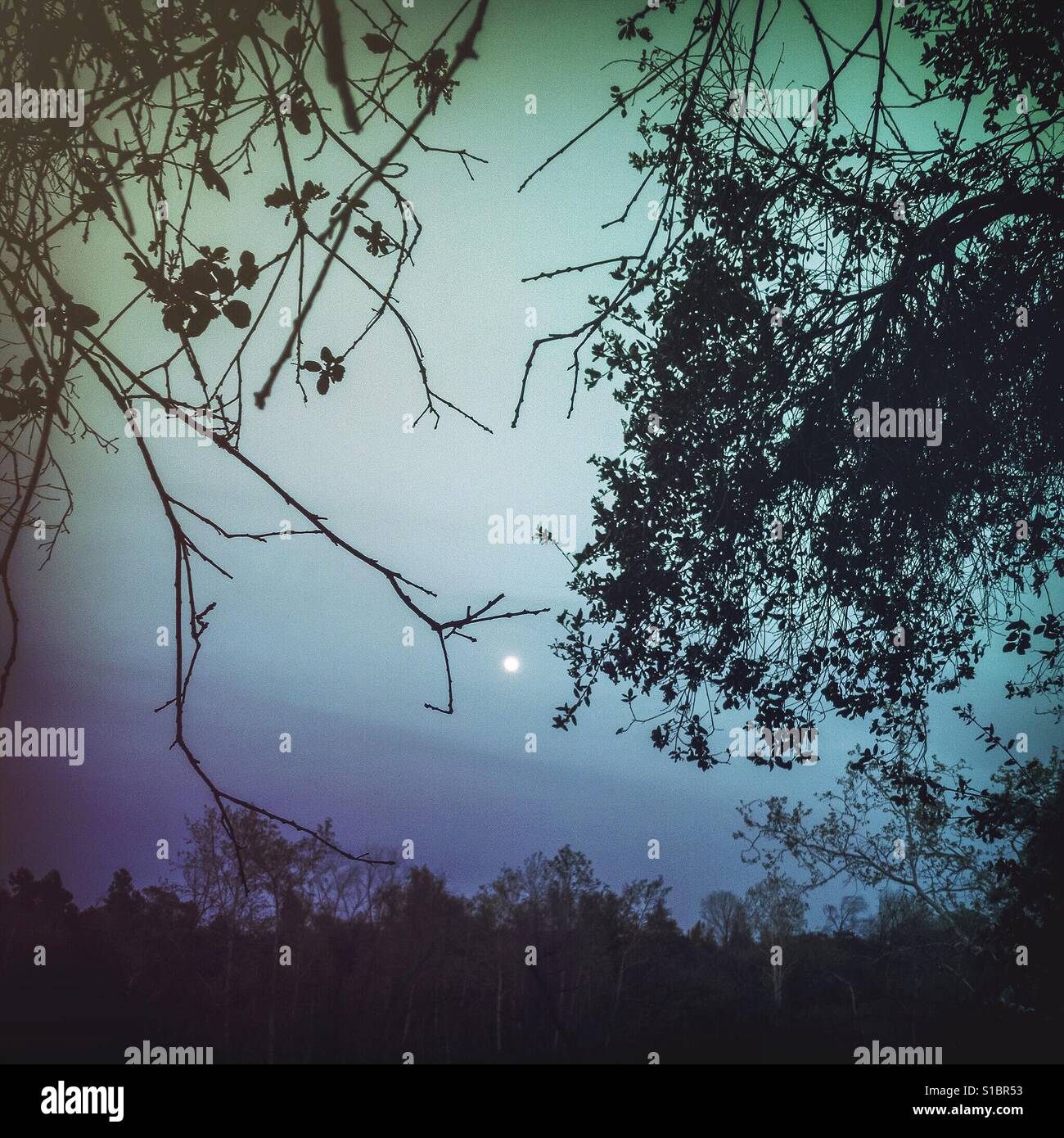 Moonrise, Pasadena, California lower arroyo - Smartphone Captured Stock Image