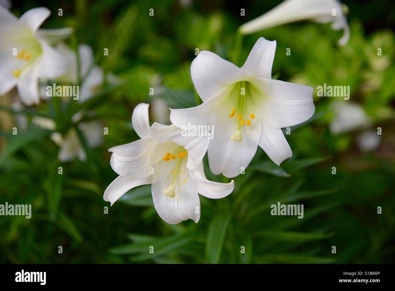 Easter lilies church hires stock photography and images Alamy