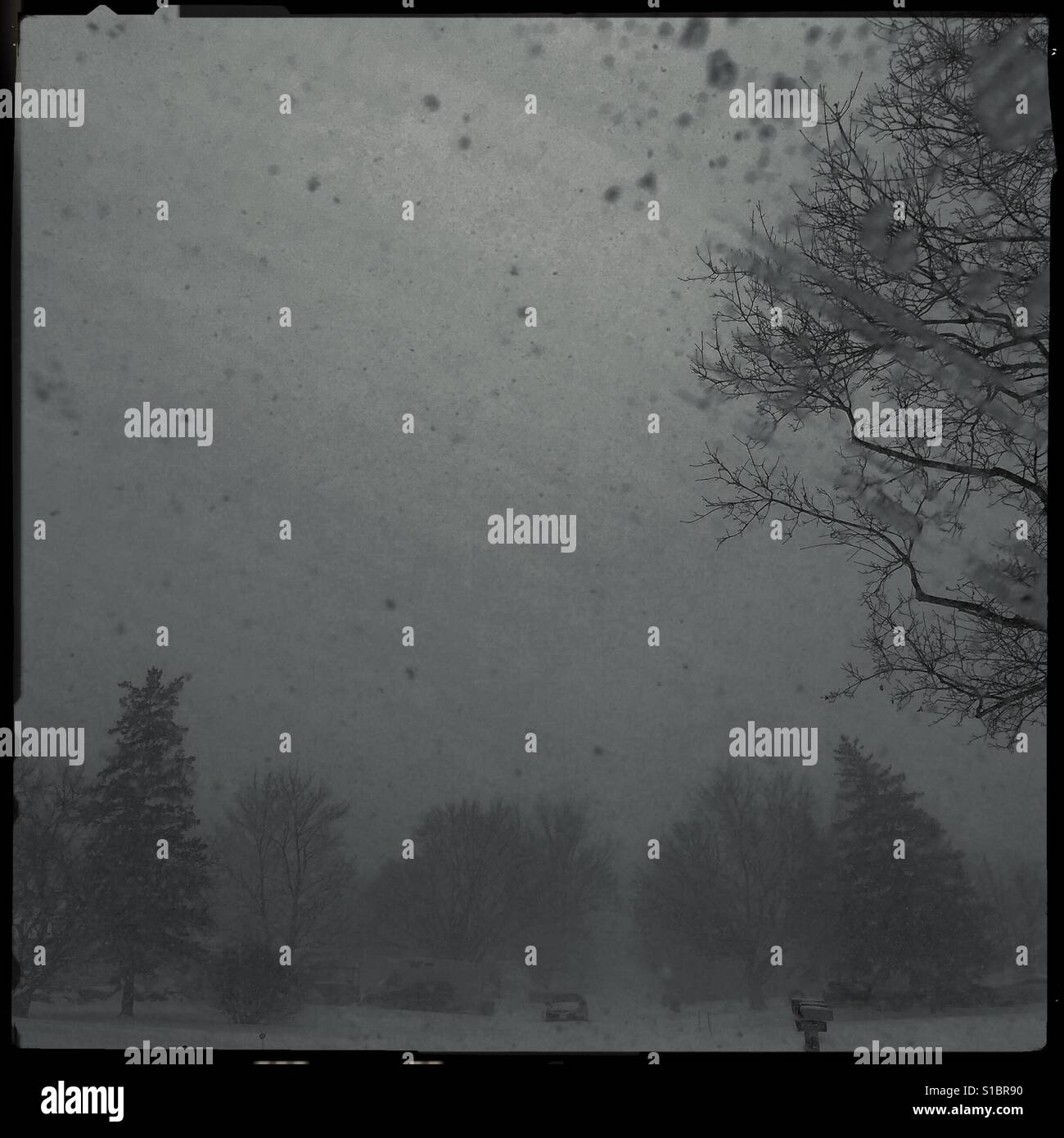 Winter Storm Stella - Smartphone Captured Stock Image