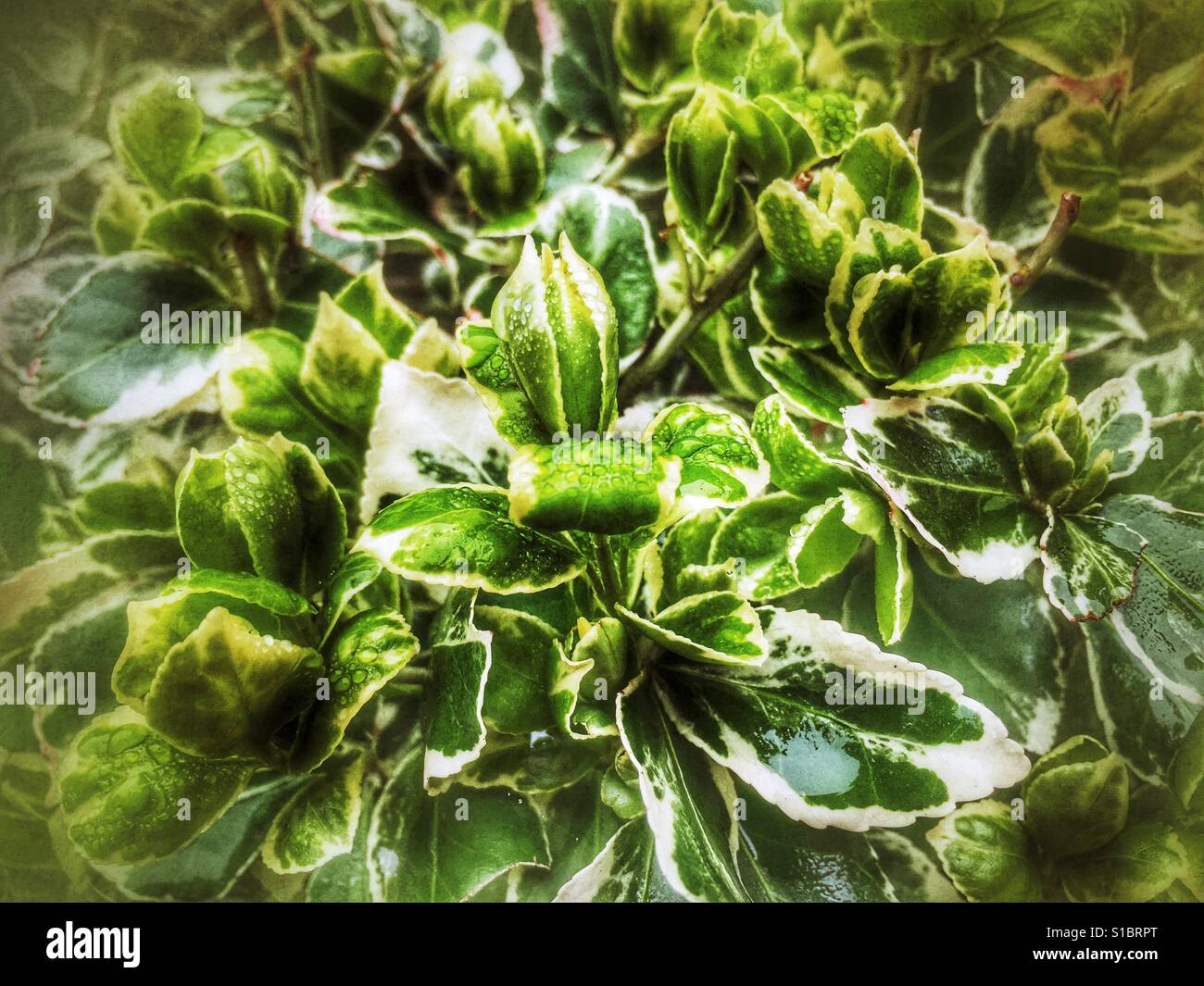 Euonymus fortunei. Variegated winter creeper Stock Photo