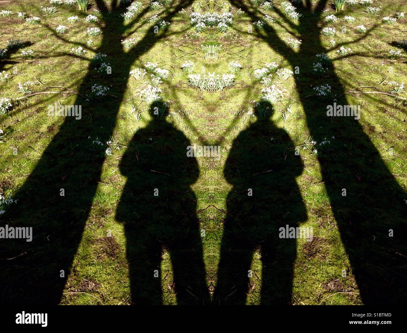 Symmetrical shadow  of a person stood near a tree - Smartphone Captured Stock Image