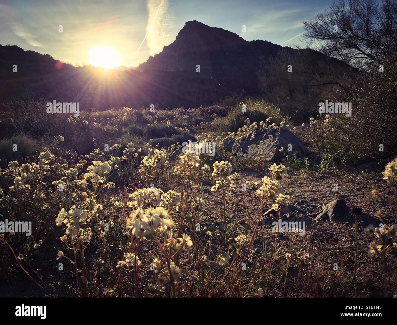 March 18, 2017 A superbloom of wildflowers at sunrise after a rainy winter at Joshua Tree National Park, Southern California, USA - Smartphone Captured Stock Image