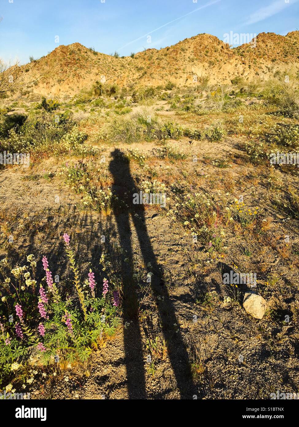 My shadow while photographing wildflowers early in the morning at Joshua Tree National Park, Southern California, USA Stock Photo