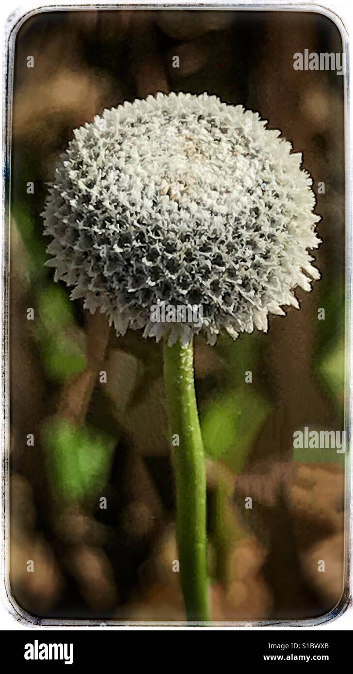 Ten Angle Pipewort close up, Ericaulon decangulare - Smartphone Captured Stock Image