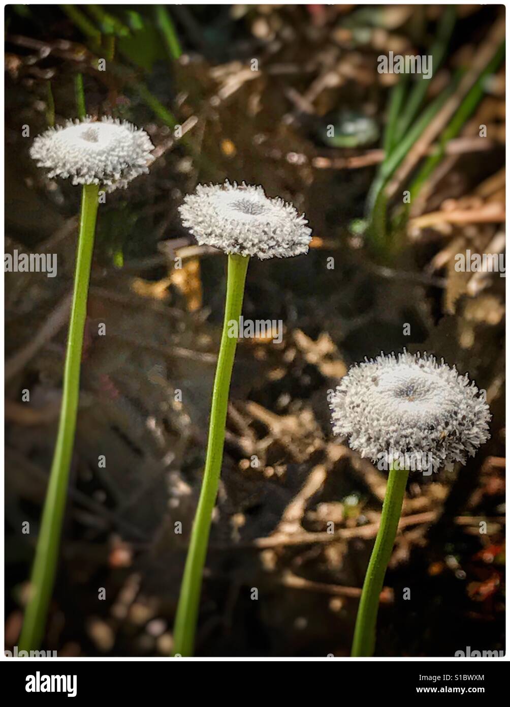 Three Ten Angle Pipewort blooms in a row, Ericaulon decangulare - Smartphone Captured Stock Image