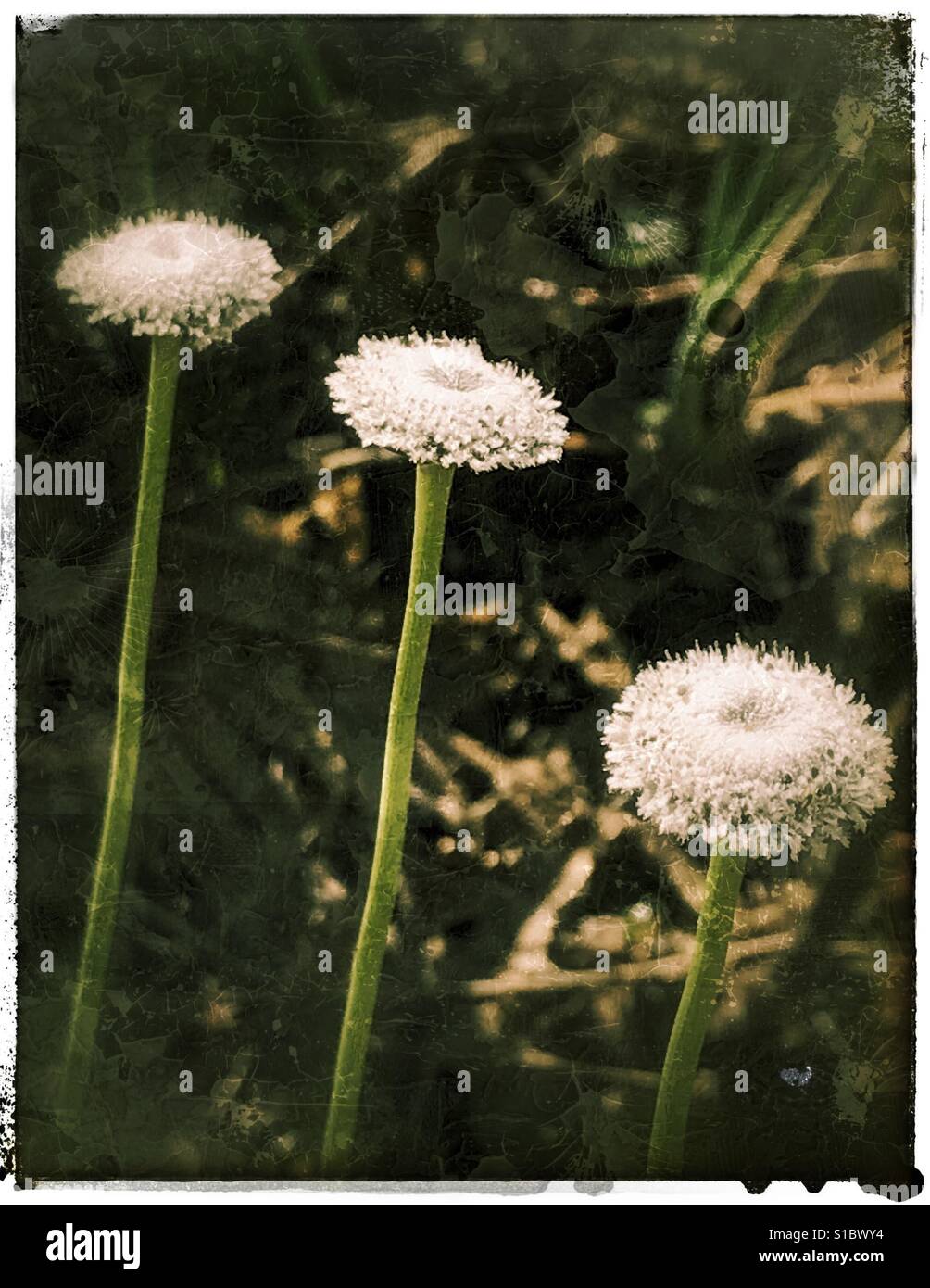 Ten Angle Pipewort flowers in a row, Ericaulon decangulare - Smartphone Captured Stock Image