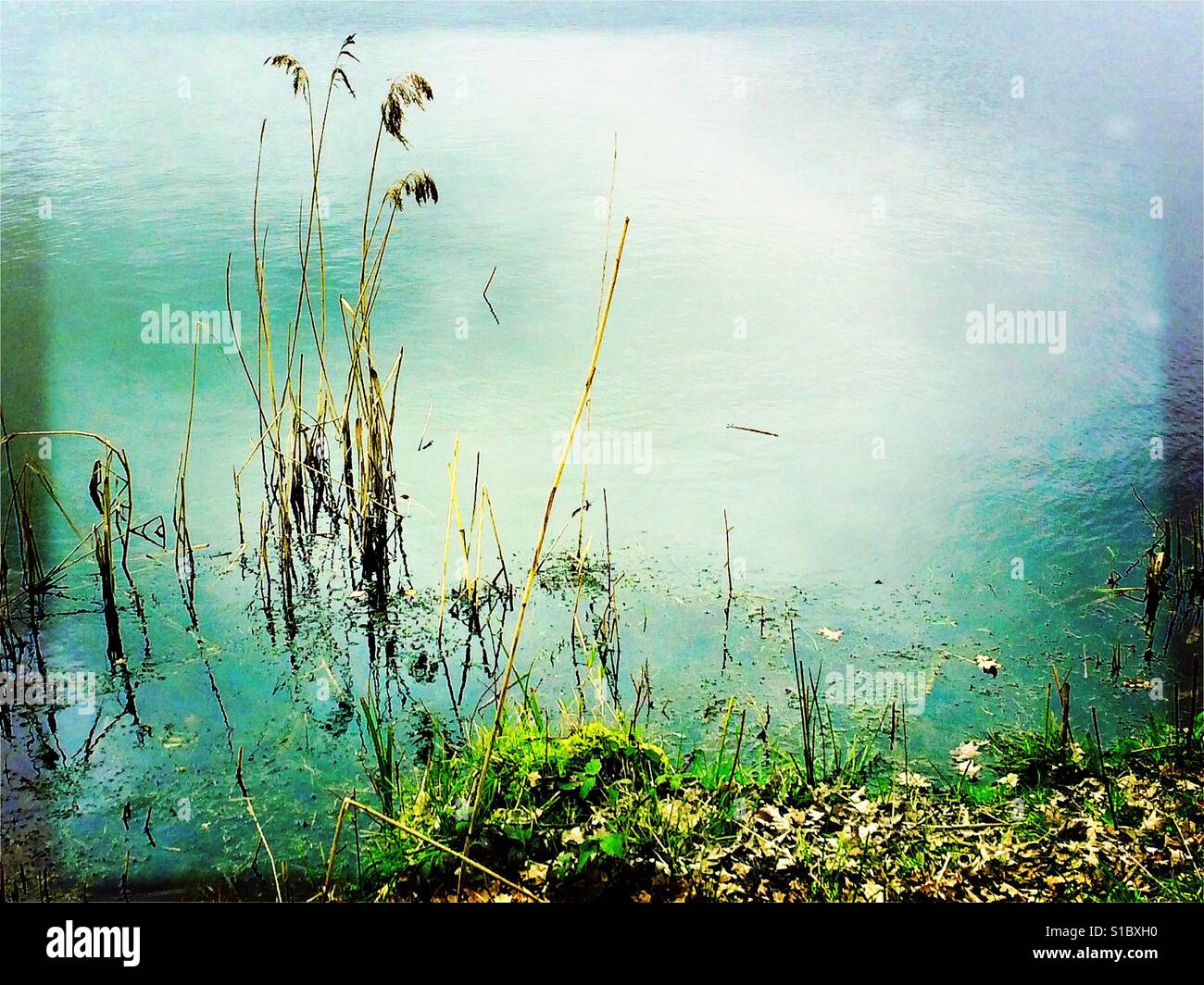 Bull rushes in the lake at Whisby nature park, Lincoln Stock Photo